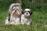 SHIH TZU 317